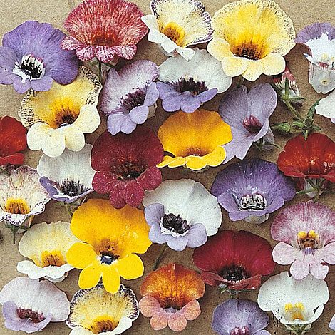 Nemesia Tapestry Mixed Flower Seeds
