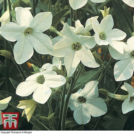 Nicotiana Fragrant Cloud Flower Seeds