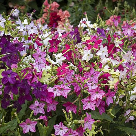Nicotiana Eau De Cologne Mixed F1 Hybrid Flower Seeds