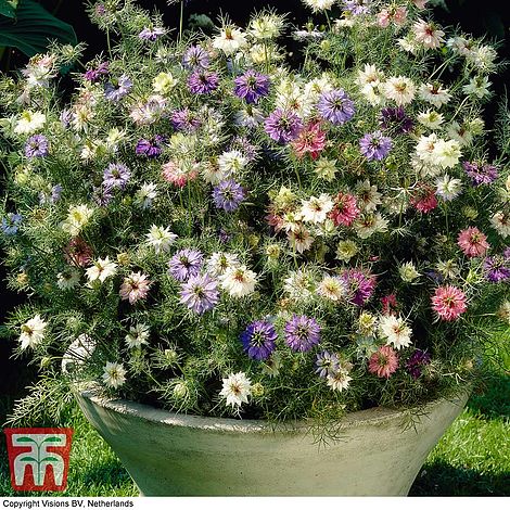 Nigella Persian Jewels Mixed Flower Seeds