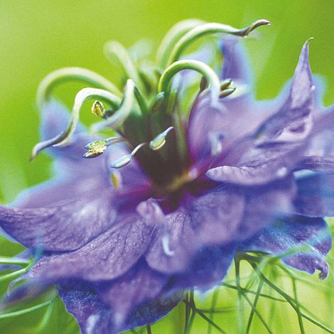 Nigella Miss Jekyll Flower Seeds