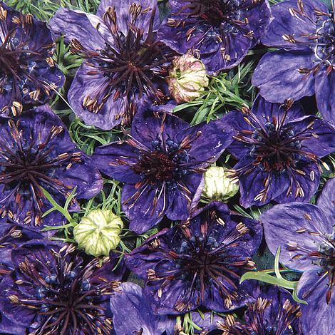 Nigella Midnight Flower Seeds