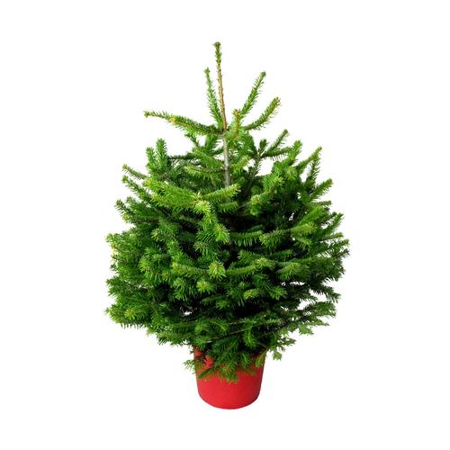 Nordmann Fir Pot Grown 80-100cm
