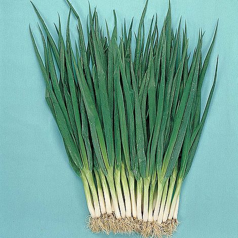Spring Onion Feast Seeds