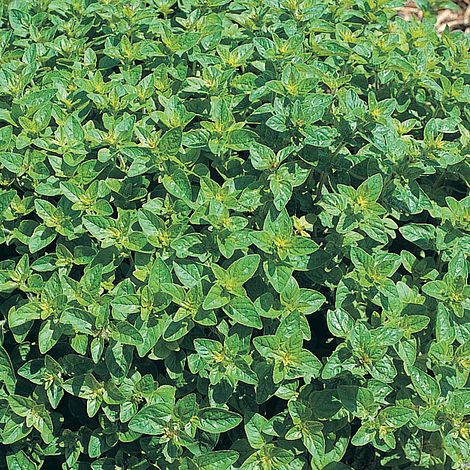 Oregano Herb Seeds