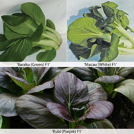 Pak Choi (Chinese Cabbage) Seeds