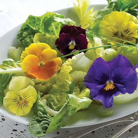 Pansy Tasty F1 Hybrid Flower Seeds