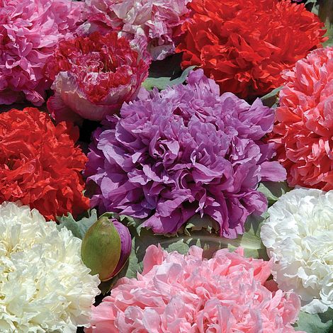 Poppy Ooh La La Flower Seeds