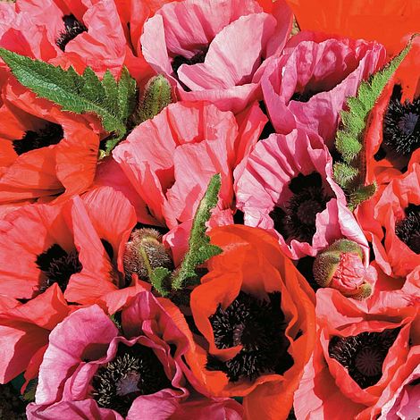 Poppy Fruit Punch Flower Seeds