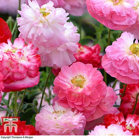 Poppy Supreme Flower Seeds