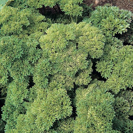 Parsley Champion Herb Seeds