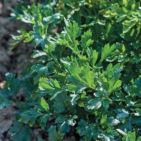Parsley Titan Herb Seeds