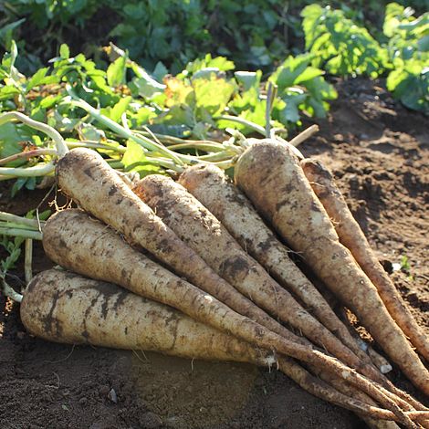 Parsnip Panorama F1 Hybrid Vegetable Seeds