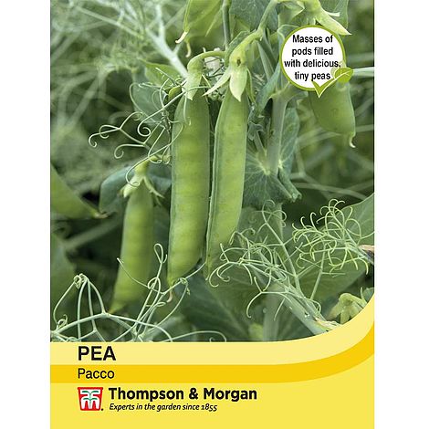 Pea Pacco Seeds