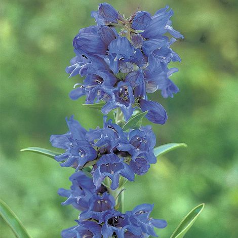 Penstemon True Blue Flower Seeds