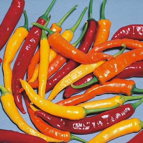 Pepper Chilli Heatwave Improved Mix F1 Hybrid Seeds