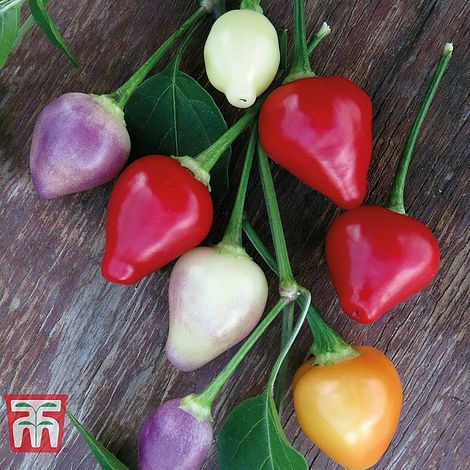 Pepper Chilli Spangles Twilight Seeds