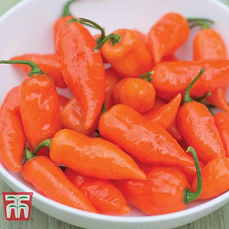 Pepper Chilli Habanada Seeds