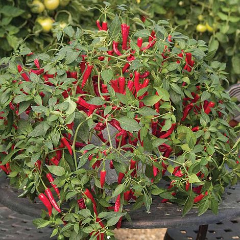 Pepper Chilli Cayennetta Vegetable Seeds