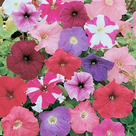 Petunia Rainbow Mixed F2 Hybrid Flower Seeds