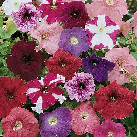 Petunia Colour Parade Mixed F1 Hybrid