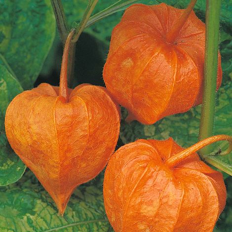 Chinese Lanterns (Physalis Gigantea) Flower Seeds