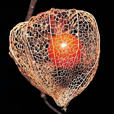 Chinese Lanterns (Physalis Gigantea) Flower Seeds