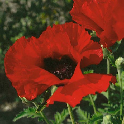 Poppy Orientale Brilliant Flower Seeds
