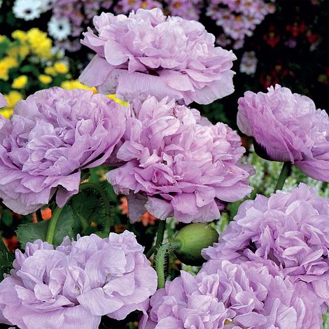 Poppy Candy Floss Flower Seeds