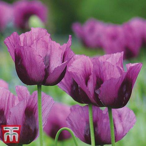Poppy Hungarian Blue Flower Seeds