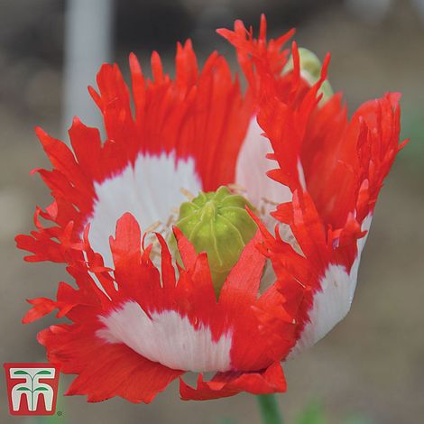 Poppy Danish Flag Flower Seeds