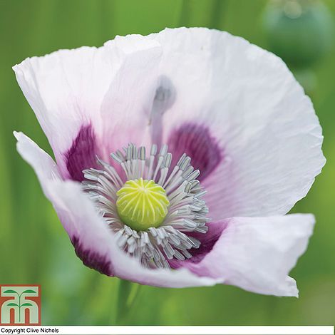 Poppy Album Flower Seeds