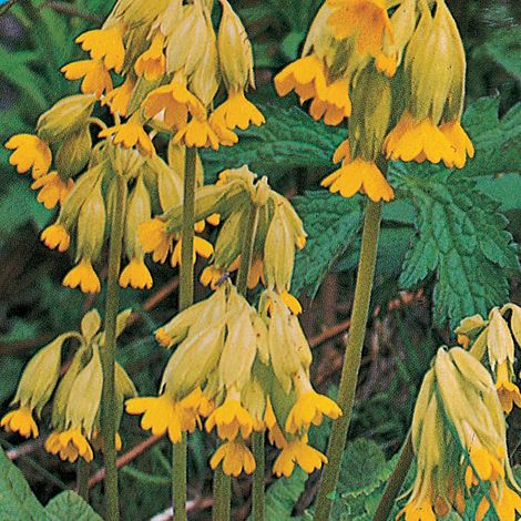 Wild Flower Cowslips (Primula Veris) Flower Seeds