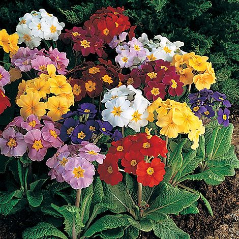 Polyanthus Pacific Giants Mixed Flower Seeds