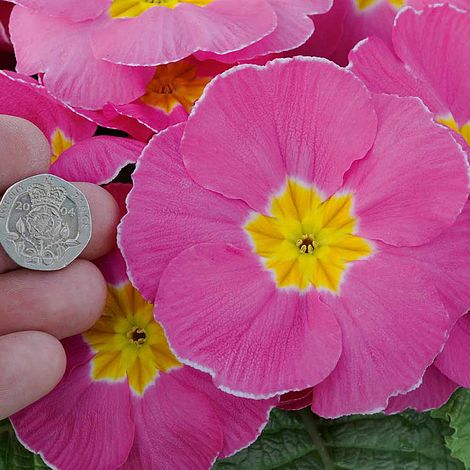 Primrose T&M Special
