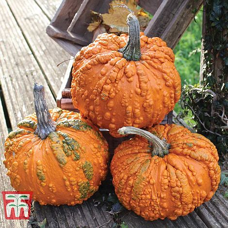 Pumpkin Zombie F1 Hybrid Seeds