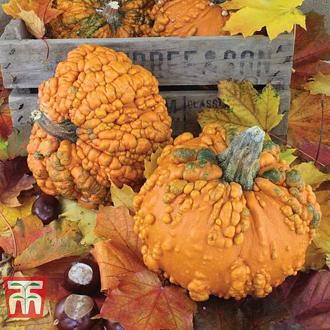 Pumpkin Zombie F1 Hybrid Seeds