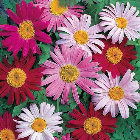 Pyrethrum T&M Single Mixed Flower Seeds