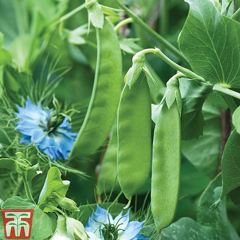 Mangetout Pea Snow Wind Seeds