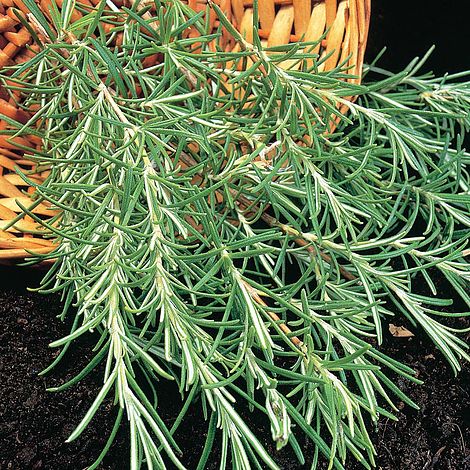 Rosemary Herb Seeds