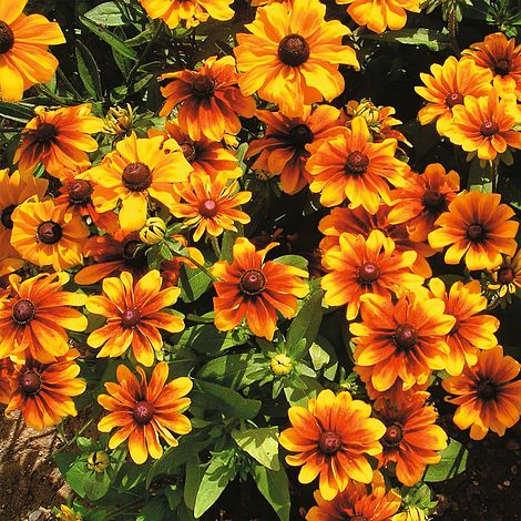 Rudbeckia Rustic Dwarfs Mixed Flower Seeds