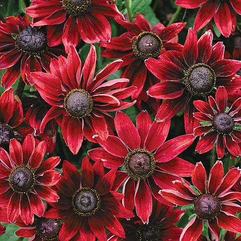 Rudbeckia Cherry Brandy Flower Seeds