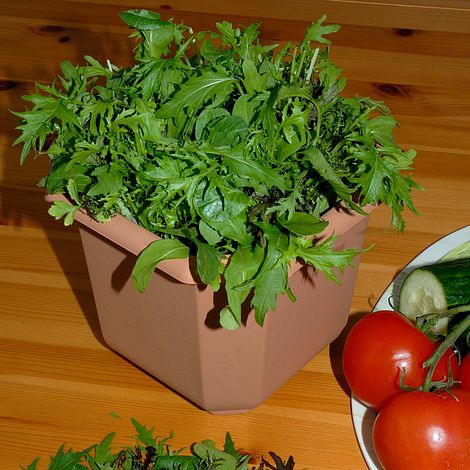 Salad Leaves Stir Fry Mix Seeds