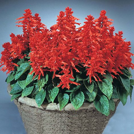 Salvia Blaze of Fire Flower Seeds