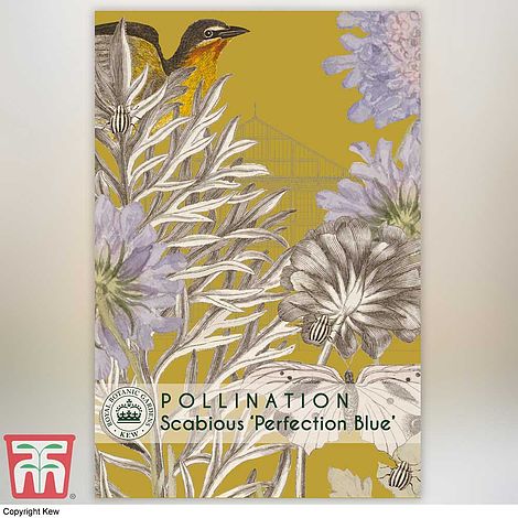 Scabious Perfection Blue Flower Seeds