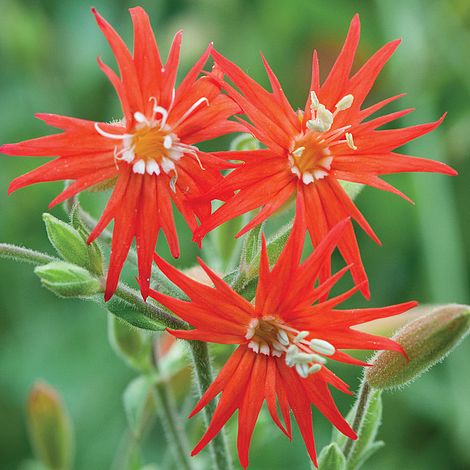 Silene Jack Flash Flower Seeds