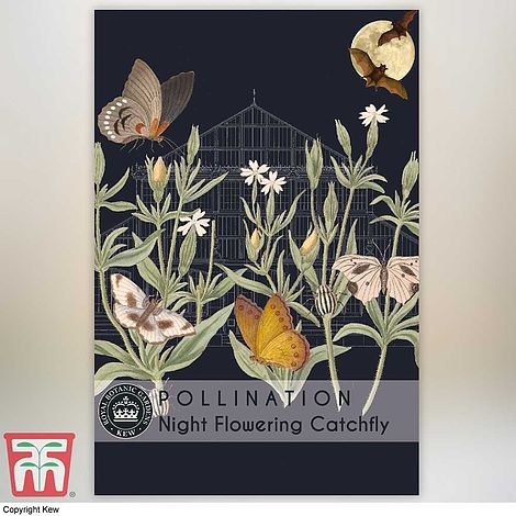 Night Flowering Catchfly Flower Seeds
