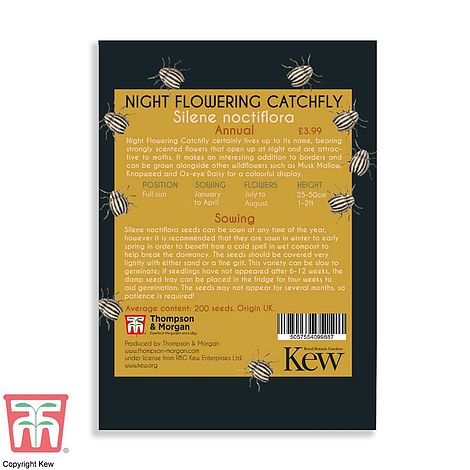 Night Flowering Catchfly Flower Seeds