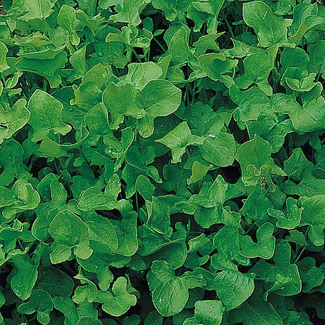 Sorrel Herb Seeds