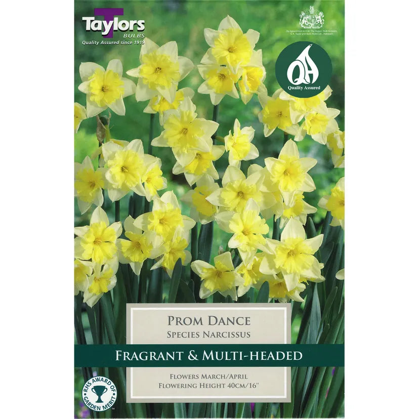 Narcissi Bulb 'Prom Dance'